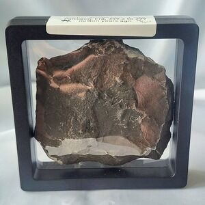 Unique Carboniferous Coal Era Fossil From World Famous Union Chaple Mines Rare